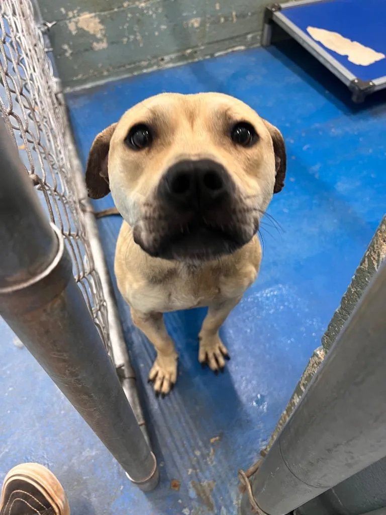 An adult medium-sized female Mixed Breed dog named Bella for adoption in Danielsville, GA