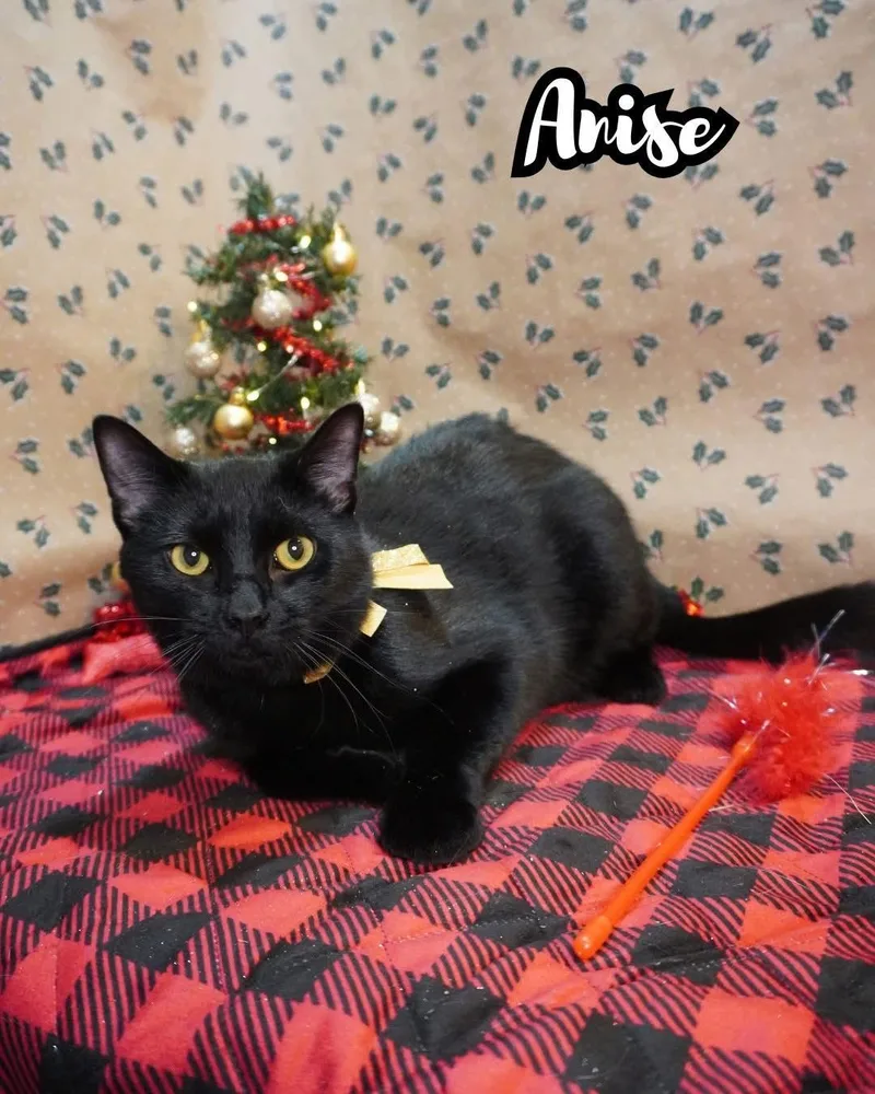 A young medium-sized male Black Domestic Short Hair cat named Anise for adoption in Champaign, IL