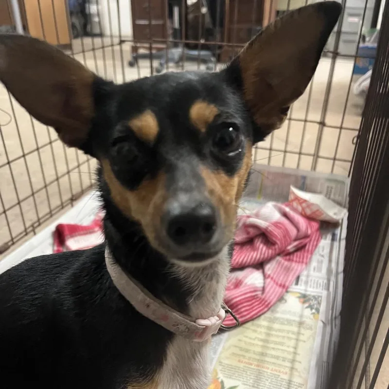 An adult small-sized female Black Chihuahua dog named Princesa for adoption in Austin, TX