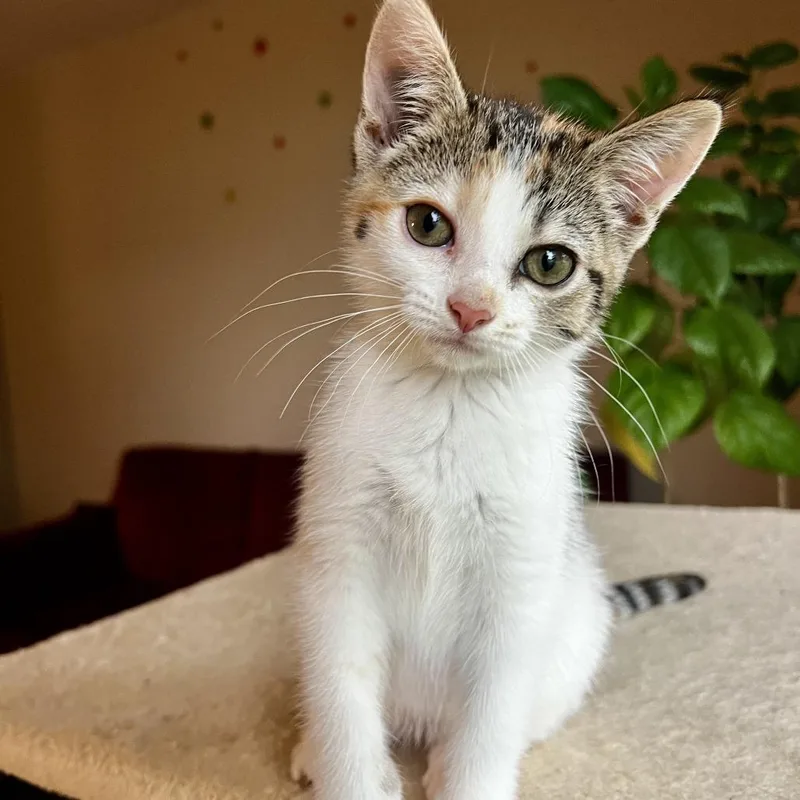 A baby small-sized female Calico Domestic Short Hair cat named Dana for adoption in Chaska, MN