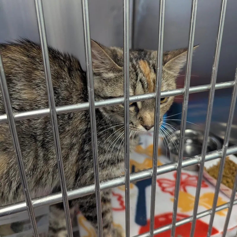 An adult small-sized female Torbie Domestic Short Hair cat named Connie for adoption in Jeffersonville, IN