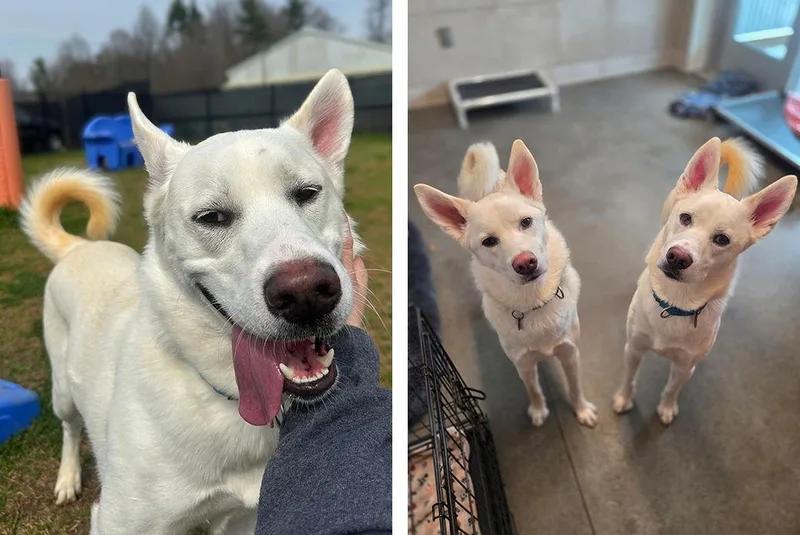 Pinecone thumbnail 2