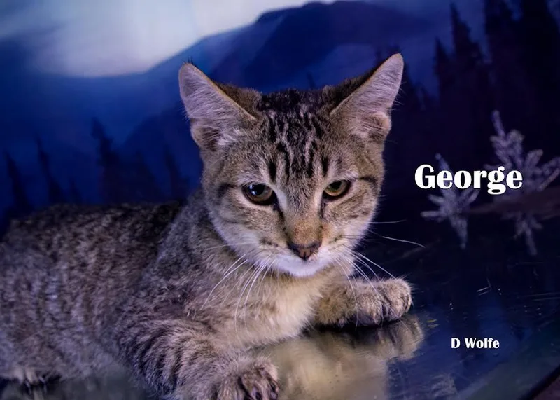 George thumbnail 3