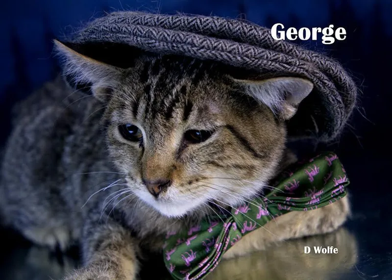 George thumbnail 4
