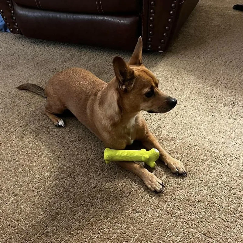 An adult small-sized male Chihuahua dog named Koda for adoption in St. George, UT