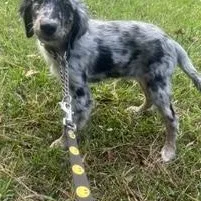 A baby medium-sized male Merle (Blue) Australian Shepherd dog named Merle Haggard for adoption in Alexandria, LA