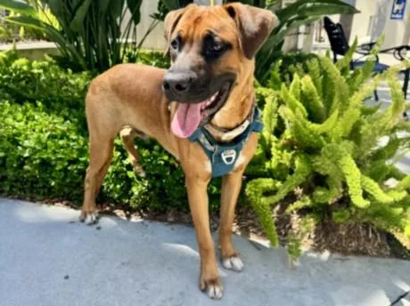 A young large-sized male Boxer dog named Fonz for adoption in San Pedro, CA