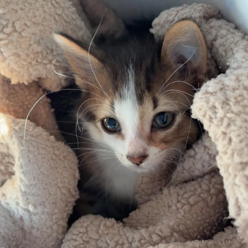 A baby small-sized female Brown / Chocolate Domestic Medium Hair cat named Persy for adoption in Rochester, MN