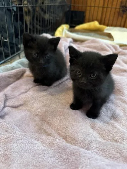 A baby small-sized female Domestic Short Hair cat named Diva for adoption in Hobart, IN