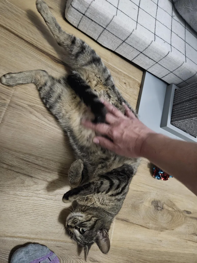 An adult medium-sized female Tabby (Brown / Chocolate) Domestic Short Hair cat named Squeak for adoption in Stoughton, WI
