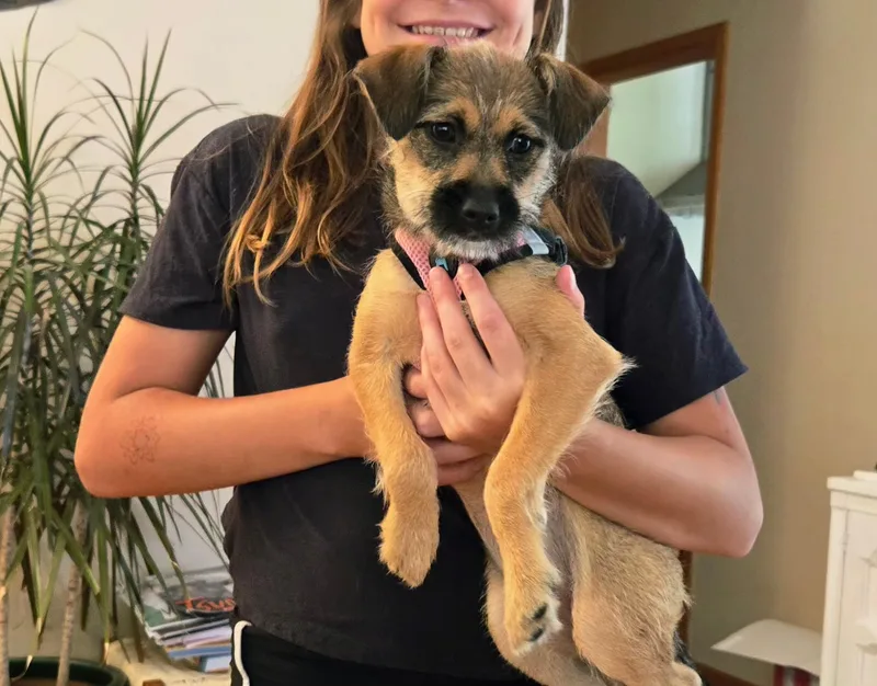 A young small-sized female Mixed Breed dog named Mazzie for adoption in Monona, WI