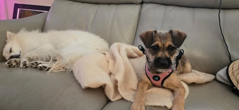 Mazzie thumbnail 2