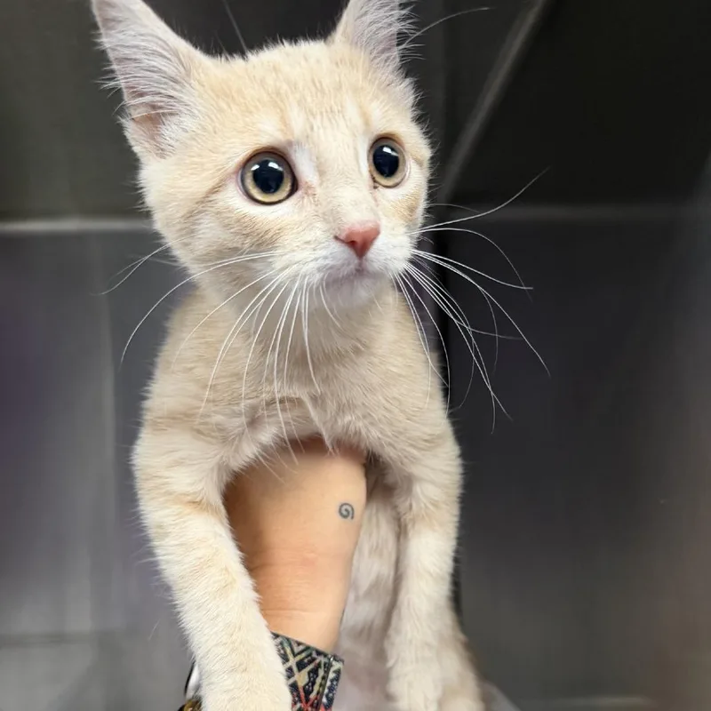A baby small-sized male Orange / Red Domestic Short Hair cat named Figaro for adoption in Lufkin, TX