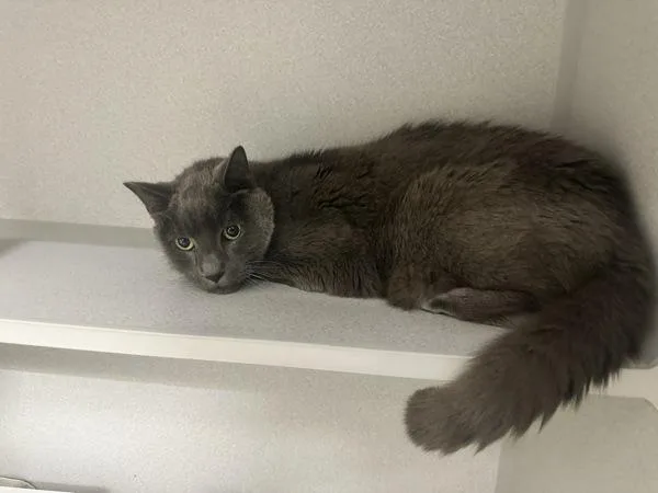 A senior large-sized male Domestic Short Hair cat named Duckberg for adoption in Stratham, NH