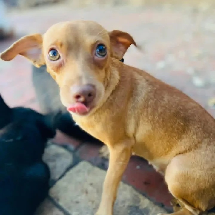 An adult small-sized female Red / Chestnut / Orange Dachshund dog named Speedracer PC for adoption in Goliad, TX