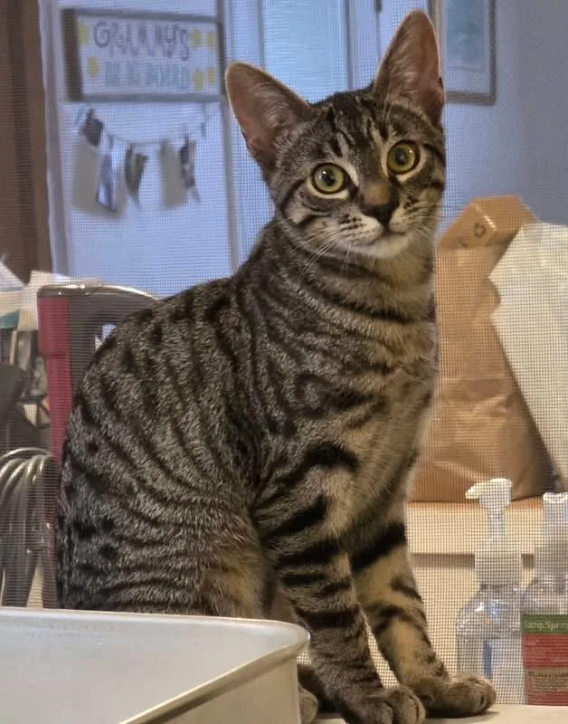 A baby medium-sized female Domestic Short Hair cat named Everly for adoption in Shelton, WA