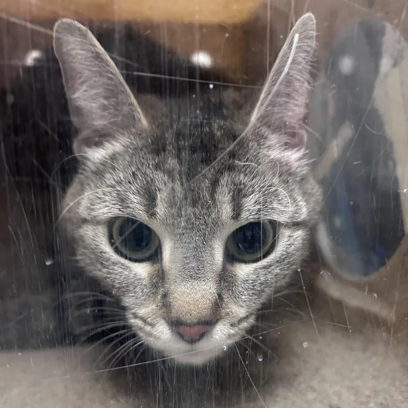 An adult medium-sized female Gray / Blue / Silver Domestic Short Hair cat named Kat for adoption in Philadelphia, PA