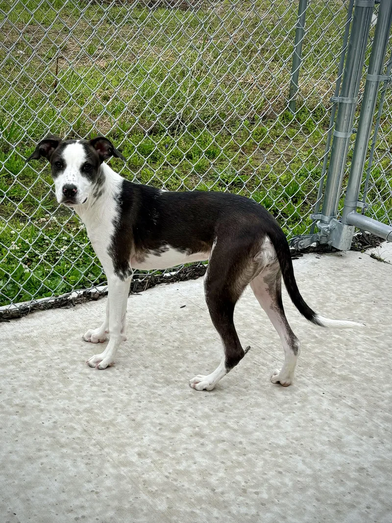 A baby medium-sized female Black Hound dog named Imari for adoption in Kalamazoo, MI
