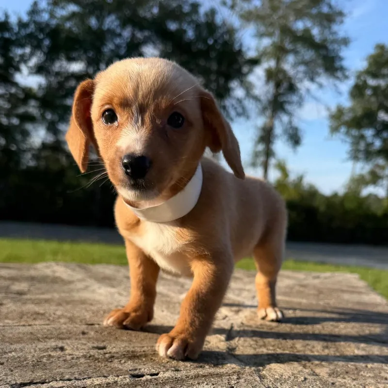 A baby small-sized male Yellow / Tan / Blond / Fawn Dachshund dog named Meatball for adoption in Baton Rouge, LA
