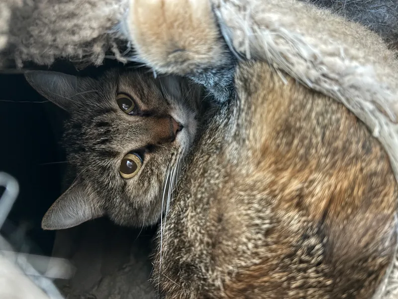 An adult medium-sized female Torbie Domestic Short Hair cat named Scarlet for adoption in Richland Center, WI