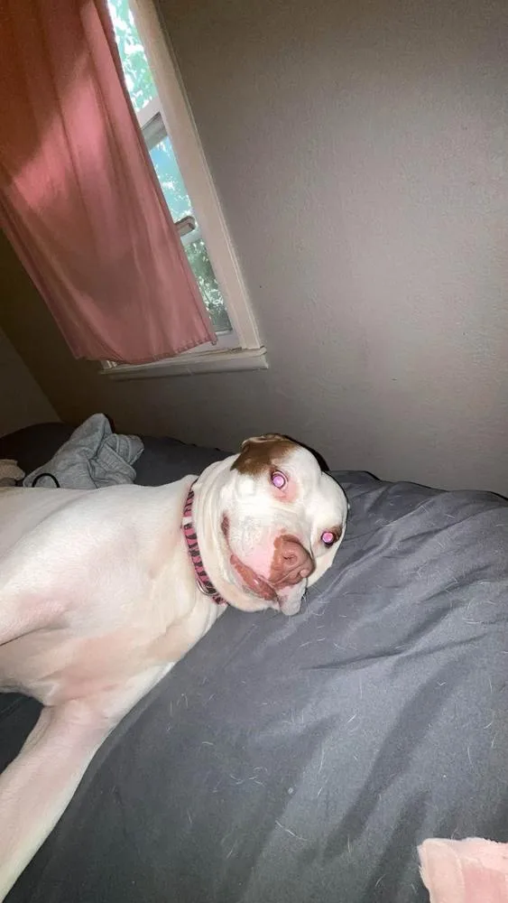 A young large-sized female White / Cream Boxer dog named Cinnabon for adoption in TULSA, OK