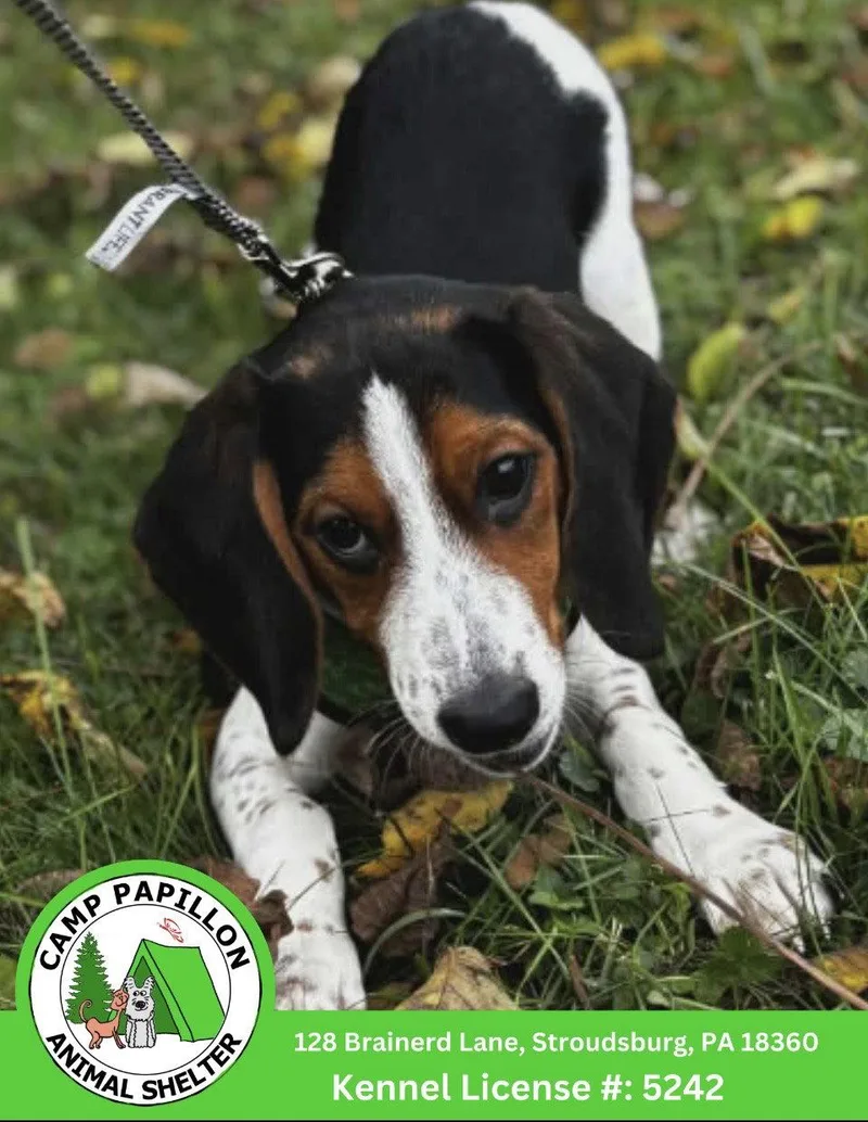 A young medium-sized male Beagle dog named Arlo for adoption in Stroudsburg, PA