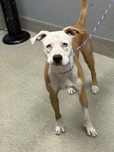 A young large-sized male Pit Bull Terrier dog named Picasso for adoption in Las Vegas, NV