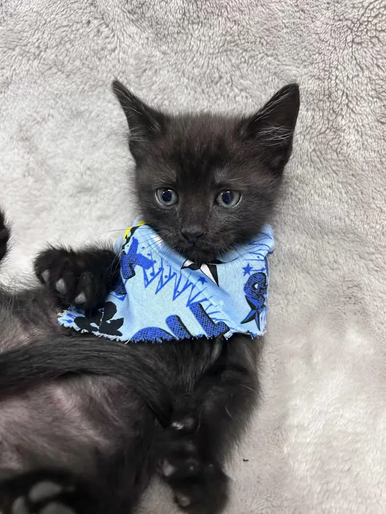 A baby medium-sized male Black Domestic Short Hair cat named Ozzy for adoption in Greensboro, NC