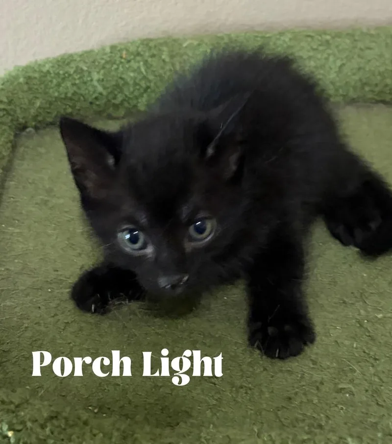 Porch Light thumbnail 4