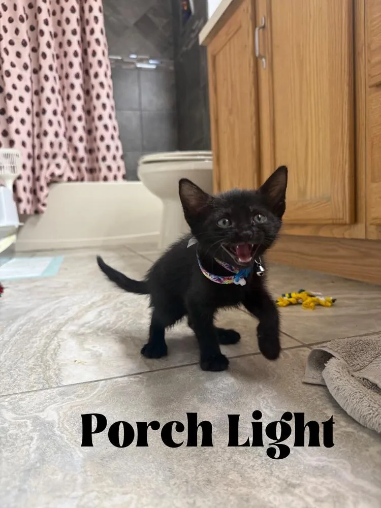 Porch Light thumbnail 5