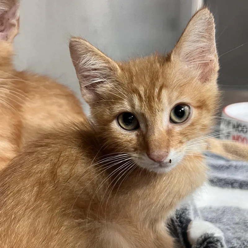 A baby small-sized male Orange / Red Domestic Short Hair cat named Okra for adoption in Pensacola, FL
