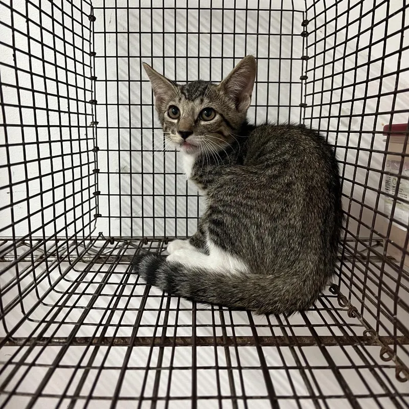 A baby small-sized male Gray / Blue / Silver Domestic Short Hair cat named Buggy for adoption in Edinburg, TX
