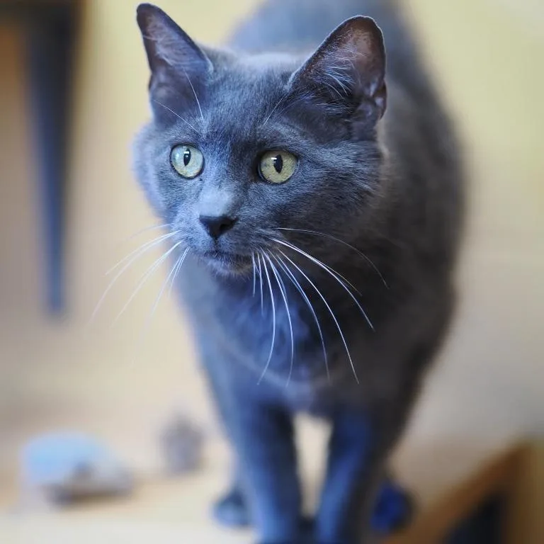 A senior medium-sized female Gray / Blue / Silver Domestic Short Hair cat named Harpsichord for adoption in Cincinnati, OH