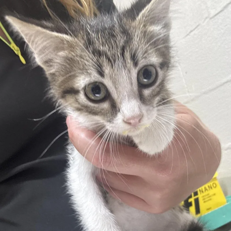 A baby small-sized female Black Domestic Short Hair cat named Marsupial for adoption in Clanton, AL