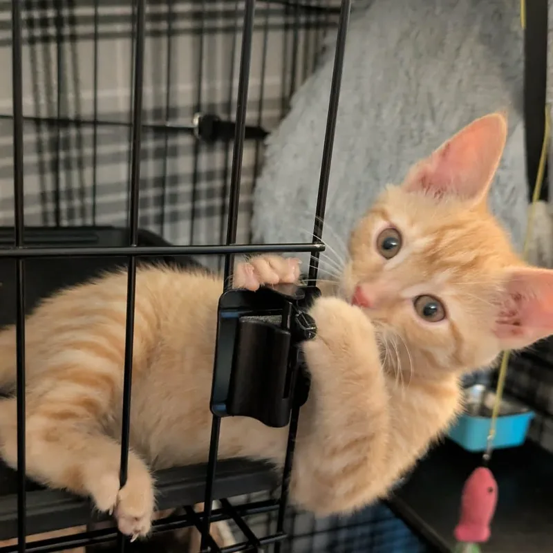 A baby medium-sized male Orange / Red Tabby cat named Chorizo for adoption in Fairborn, OH