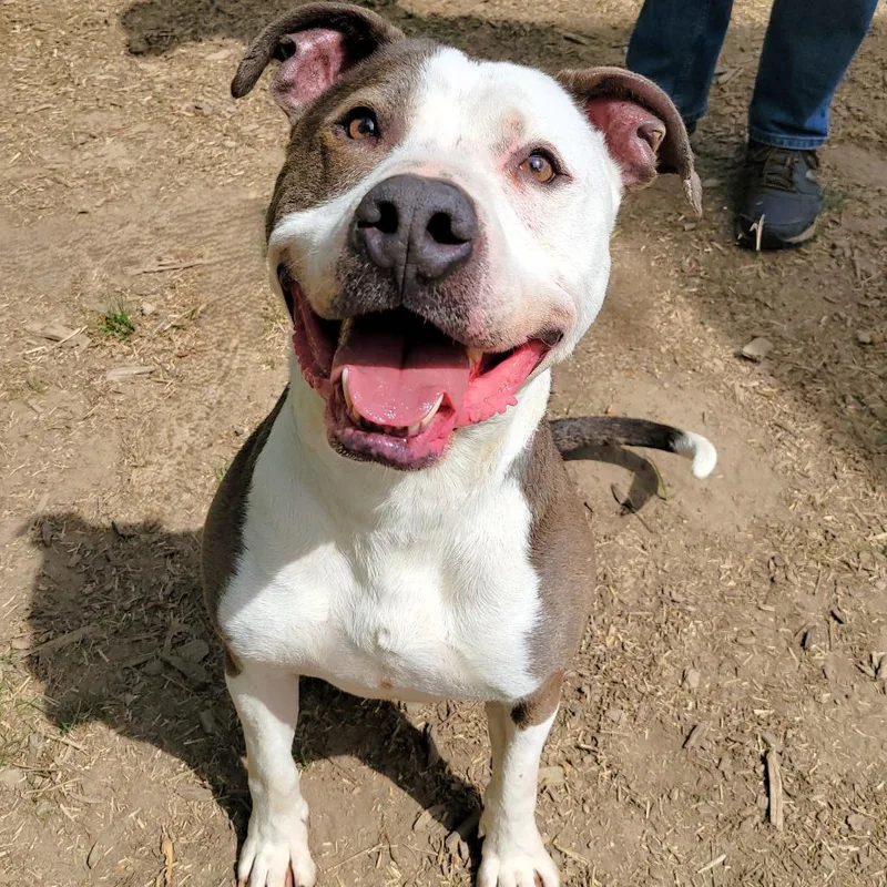 An adult medium-sized male Brown / Chocolate Pit Bull Terrier dog named Papa John for adoption in Michigan City, IN