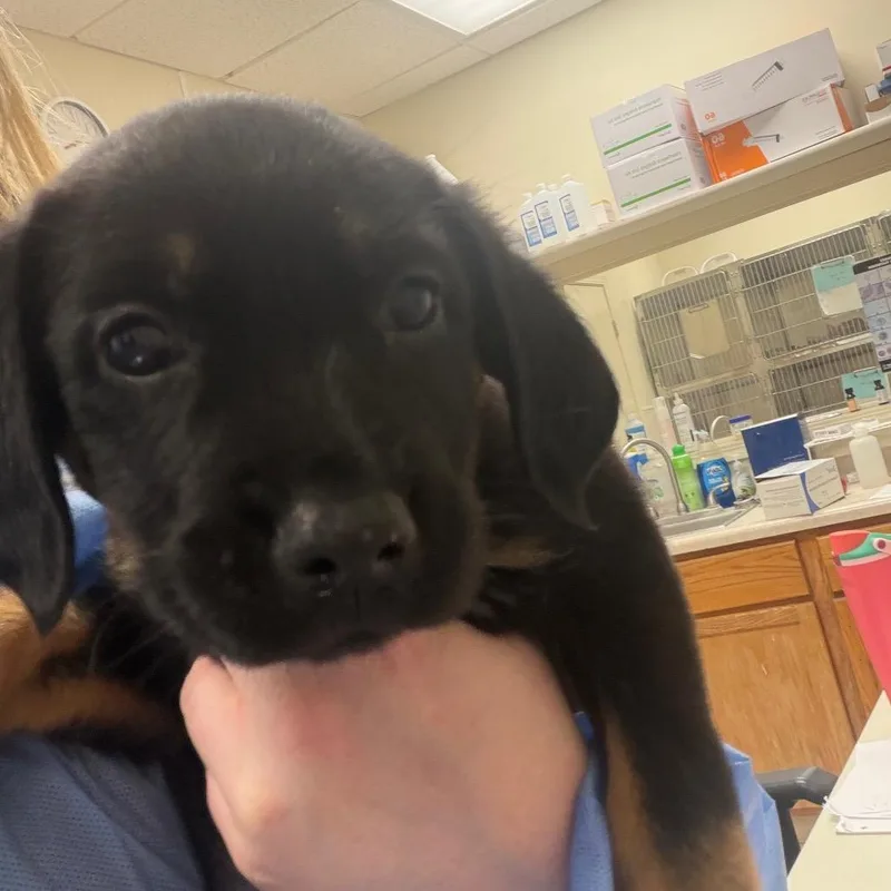 A baby small-sized female Black Labrador Retriever dog named Valu Check for adoption in Pekin, IL