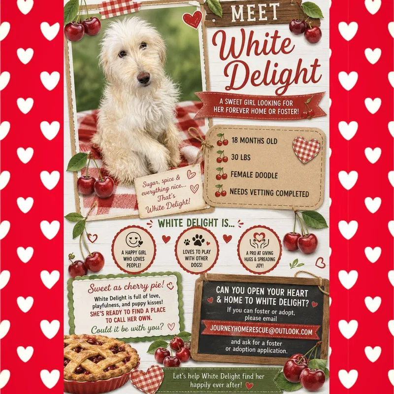 An adult medium-sized female White / Cream Goldendoodle dog named White Delight for adoption in East Wenatchee, WA