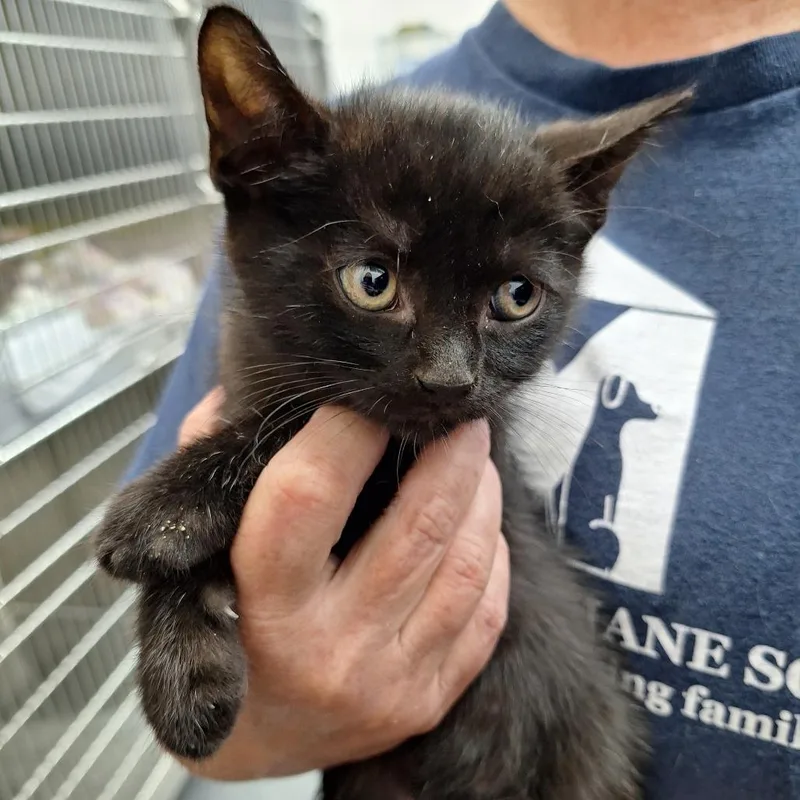 A baby small-sized male Black Domestic Short Hair cat named Dragon for adoption in Montgomery, AL