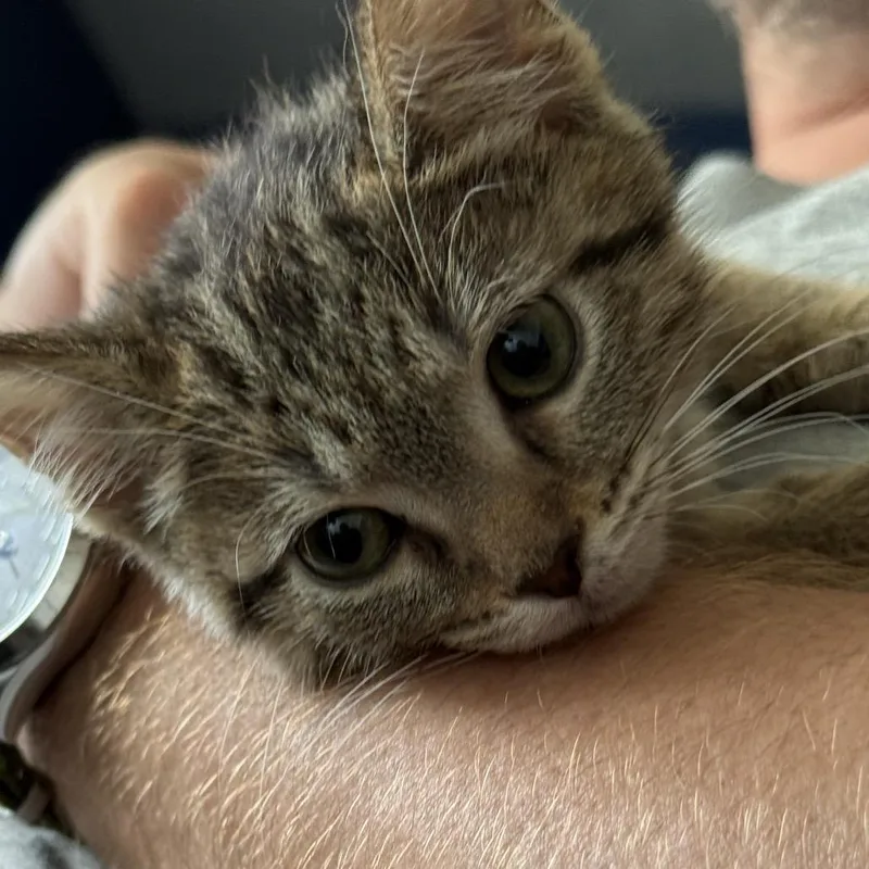 A baby small-sized female Brown / Chocolate Domestic Short Hair cat named Pastrami for adoption in La Grange, KY