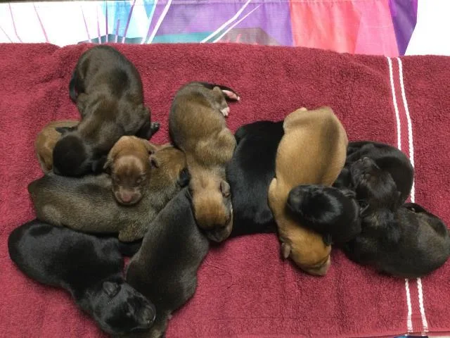 A baby small-sized female German Shepherd Dog dog named A for adoption in Riverside, CA