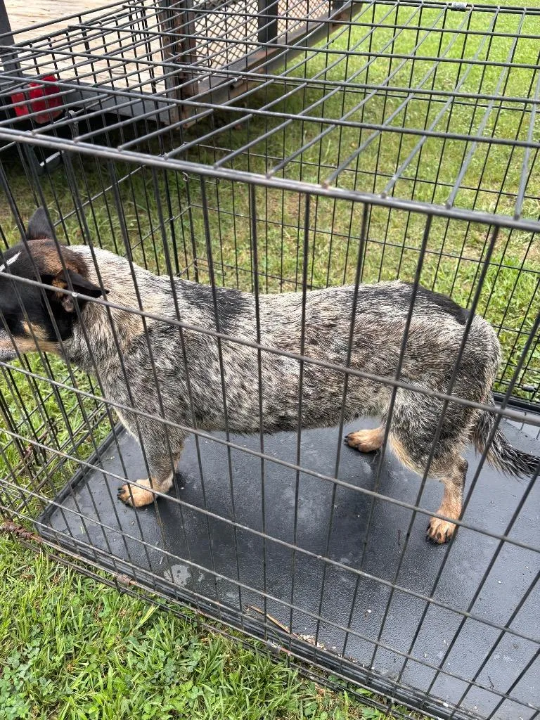 A young medium-sized female Australian Cattle Dog / Blue Heeler dog named Amber for adoption in Douglasville, GA