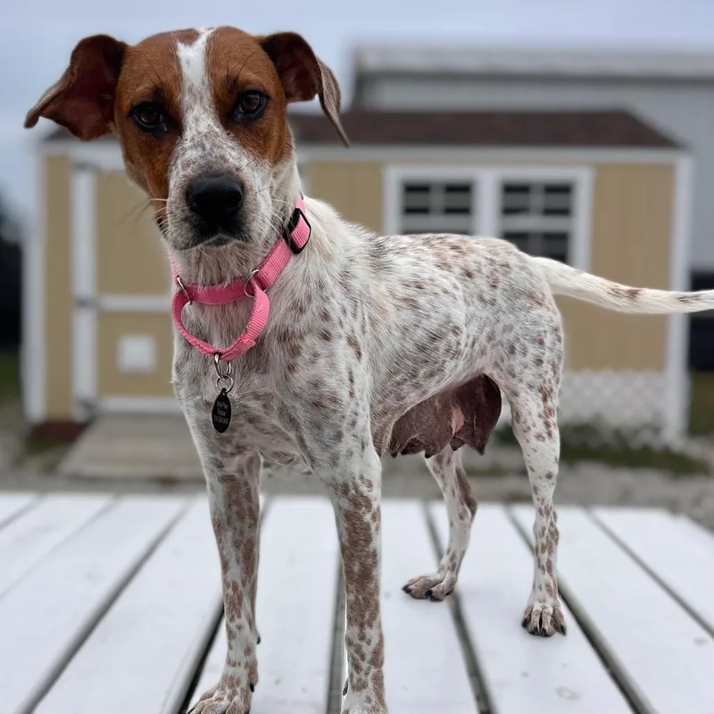 An adult medium-sized female Cattle Dog dog named Darby Mom for adoption in St. Peters, MO