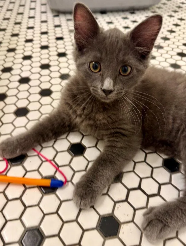 A baby medium-sized male Gray / Blue / Silver Domestic Medium Hair cat named Poe for adoption in Frisco, TX