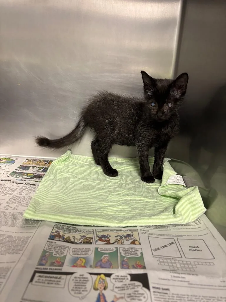 A baby medium-sized male Domestic Short Hair cat named Ody for adoption in Sorrento, LA