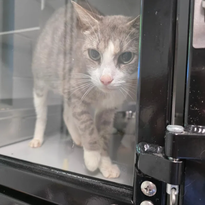 An adult medium-sized female Gray / Blue / Silver Domestic Short Hair cat named Cereal for adoption in Columbus, NC