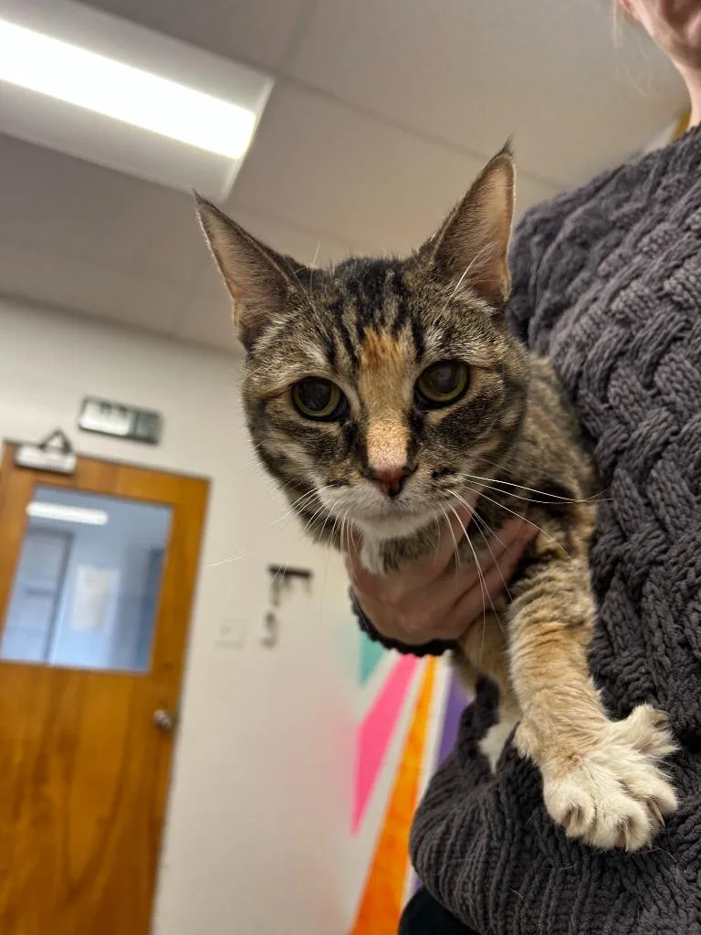 A senior small-sized female Domestic Short Hair cat named Priscilla for adoption in Thousand Oaks, CA