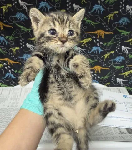 A baby small-sized female Domestic Short Hair cat named Cece for adoption in Riverside, CA
