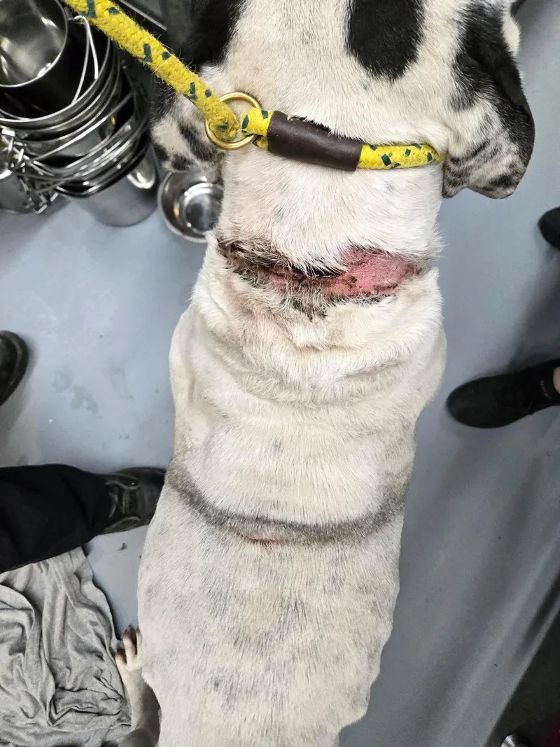 Marshall thumbnail 2