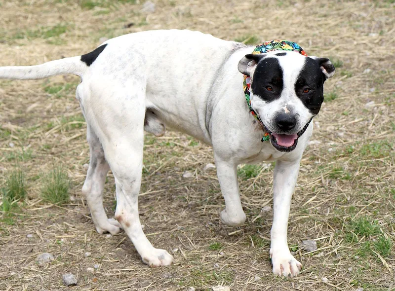 Marshall thumbnail 4